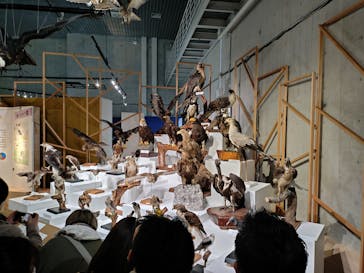 特別展「鳥 ～ゲノム解析が解き明かす新しい鳥類の系統～」国立科学博物館に投稿された画像（2025/1/12）