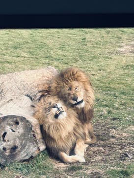 岩手サファリパークに投稿された画像（2025/1/12）