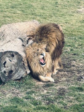 岩手サファリパークに投稿された画像（2025/1/12）