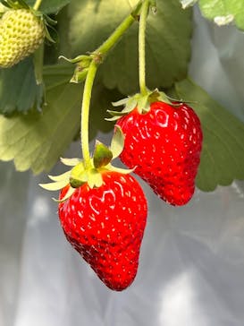 あまどりいちごの加藤農園に投稿された画像（2025/1/12）