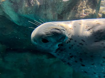 アクアワールド茨城県大洗水族館に投稿された画像（2025/1/12）