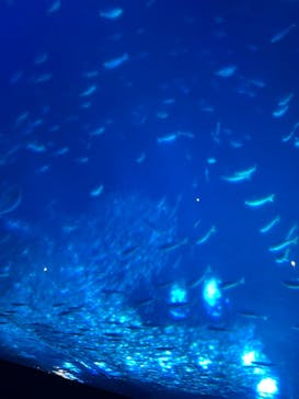 アクアワールド茨城県大洗水族館に投稿された画像（2025/1/12）