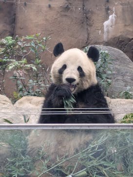 恩賜上野動物園に投稿された画像（2025/1/12）