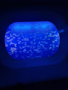 新江ノ島水族館に投稿された画像（2025/1/12）