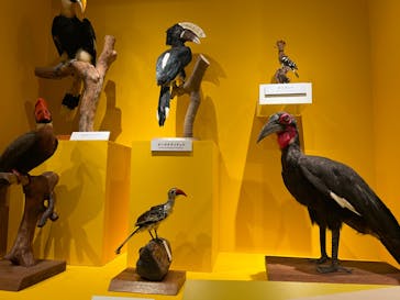 特別展「鳥 ～ゲノム解析が解き明かす新しい鳥類の系統～」国立科学博物館に投稿された画像（2025/1/12）