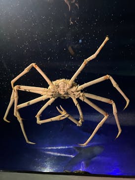 竹島水族館に投稿された画像（2025/1/12）