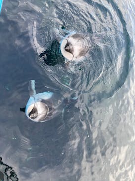 のとじま水族館に投稿された画像（2025/1/12）