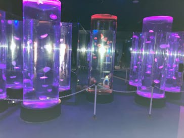 のとじま水族館に投稿された画像（2025/1/12）