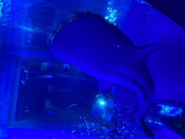 のとじま水族館に投稿された画像（2025/1/12）