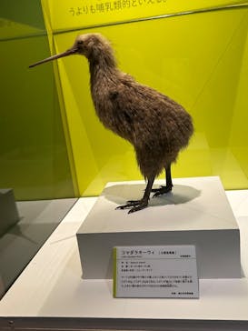 特別展「鳥 ～ゲノム解析が解き明かす新しい鳥類の系統～」国立科学博物館に投稿された画像（2025/1/12）