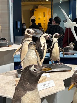 特別展「鳥 ～ゲノム解析が解き明かす新しい鳥類の系統～」国立科学博物館に投稿された画像（2025/1/12）