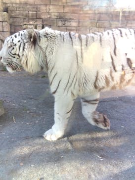 東武動物公園に投稿された画像（2025/1/12）