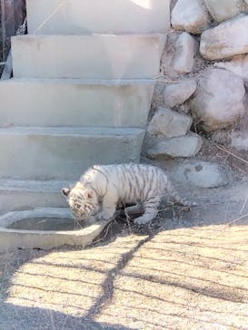 東武動物公園に投稿された画像（2025/1/12）
