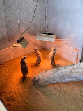 霞ケ浦 どうぶつとみんなのいえに投稿された画像（2025/1/12）