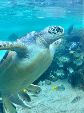 横浜・八景島シーパラダイスに投稿された画像（2025/1/12）