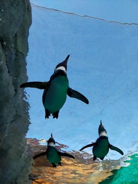 天王寺動物園に投稿された画像（2025/1/12）