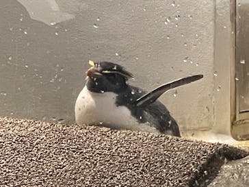 マクセル アクアパーク品川に投稿された画像（2025/1/12）