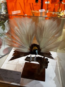 特別展「鳥 ～ゲノム解析が解き明かす新しい鳥類の系統～」国立科学博物館に投稿された画像（2025/1/12）