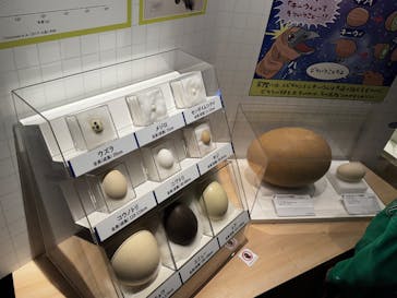 特別展「鳥 ～ゲノム解析が解き明かす新しい鳥類の系統～」国立科学博物館に投稿された画像（2025/1/12）