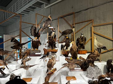 特別展「鳥 ～ゲノム解析が解き明かす新しい鳥類の系統～」国立科学博物館に投稿された画像（2025/1/12）