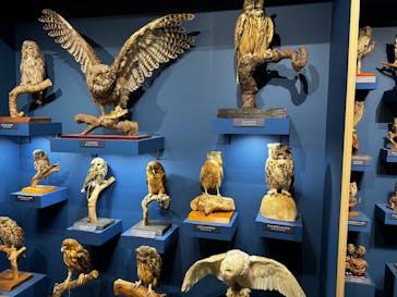 特別展「鳥 ～ゲノム解析が解き明かす新しい鳥類の系統～」国立科学博物館に投稿された画像（2025/1/12）