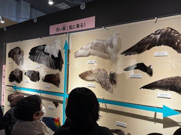 特別展「鳥 ～ゲノム解析が解き明かす新しい鳥類の系統～」国立科学博物館に投稿された画像（2025/1/12）