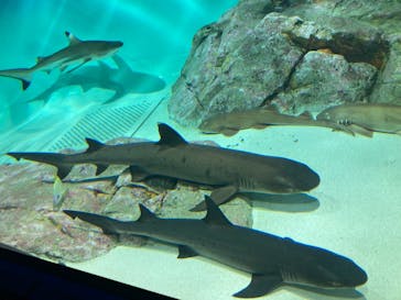 アクアワールド茨城県大洗水族館に投稿された画像（2025/1/12）