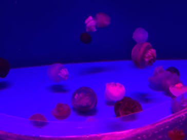 アクアワールド茨城県大洗水族館に投稿された画像（2025/1/12）