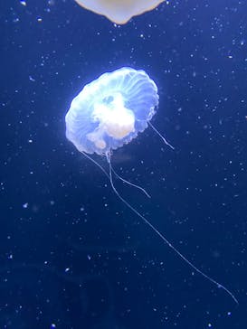 サンシャイン水族館に投稿された画像（2025/1/12）