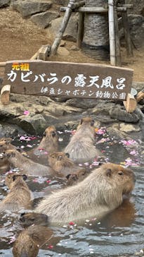 伊豆シャボテン動物公園に投稿された画像（2025/1/12）