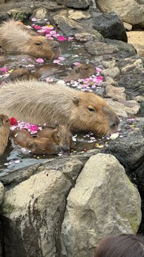 伊豆シャボテン動物公園に投稿された画像（2025/1/12）