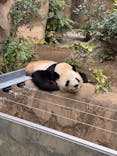 恩賜上野動物園に投稿された画像（2025/1/12）