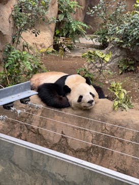 恩賜上野動物園に投稿された画像（2025/1/12）