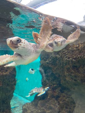 鴨川シーワールドに投稿された画像（2025/1/12）