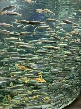 サンシャイン水族館に投稿された画像（2025/1/12）