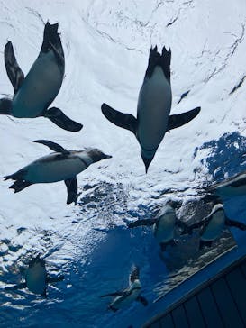 サンシャイン水族館に投稿された画像（2025/1/12）
