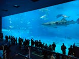 沖縄美ら海水族館に投稿された画像（2025/1/12）