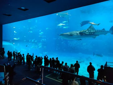 沖縄美ら海水族館に投稿された画像（2025/1/12）