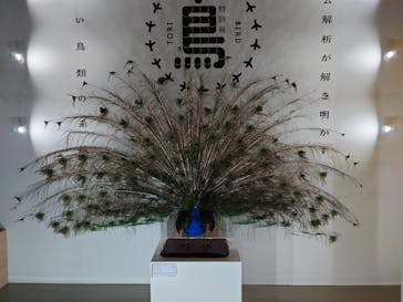 特別展「鳥 ～ゲノム解析が解き明かす新しい鳥類の系統～」国立科学博物館に投稿された画像（2025/1/12）