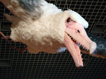 特別展「鳥 ～ゲノム解析が解き明かす新しい鳥類の系統～」国立科学博物館に投稿された画像（2025/1/12）