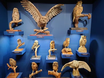 特別展「鳥 ～ゲノム解析が解き明かす新しい鳥類の系統～」国立科学博物館に投稿された画像（2025/1/12）