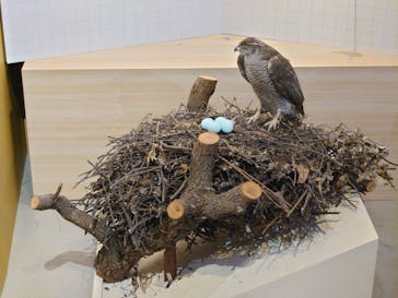 特別展「鳥 ～ゲノム解析が解き明かす新しい鳥類の系統～」国立科学博物館に投稿された画像（2025/1/12）