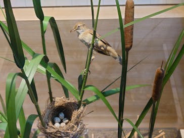 特別展「鳥 ～ゲノム解析が解き明かす新しい鳥類の系統～」国立科学博物館に投稿された画像（2025/1/12）