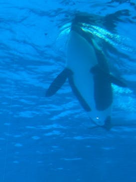 名古屋港水族館に投稿された画像（2025/1/12）