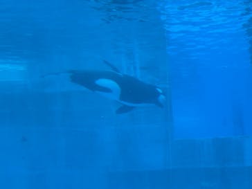 名古屋港水族館に投稿された画像（2025/1/12）