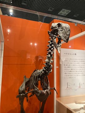 特別展「鳥 ～ゲノム解析が解き明かす新しい鳥類の系統～」国立科学博物館に投稿された画像（2025/1/12）