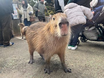 伊豆シャボテン動物公園に投稿された画像（2025/1/12）