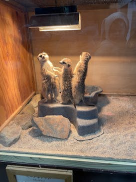 那須どうぶつ王国に投稿された画像（2025/1/12）