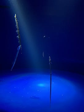 サンシャイン水族館に投稿された画像（2025/1/12）