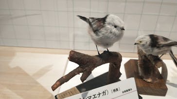 特別展「鳥 ～ゲノム解析が解き明かす新しい鳥類の系統～」国立科学博物館に投稿された画像（2025/1/12）